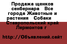 Продажа щенков сенбернара - Все города Животные и растения » Собаки   . Ставропольский край,Лермонтов г.